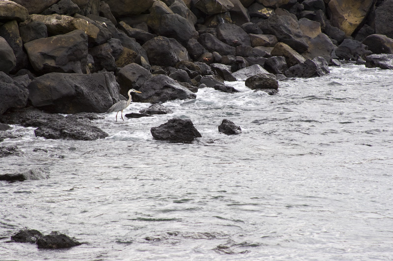 Great Blue Heron Along Shore